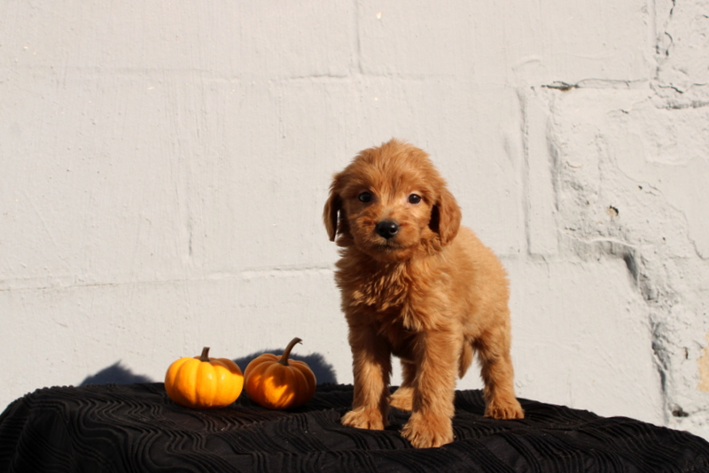 puppy, for, sale, Mini Goldendoodle F1, Matthew B. Stoltzfus, dog, breeder, Gap, PA, dog-breeder, puppy-for-sale, forsale, nearby, find, puppyfind, locator, puppylocator, aca